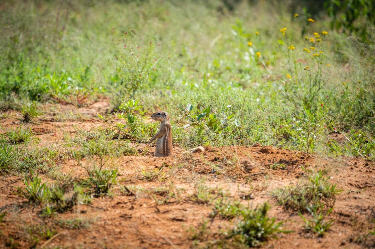 Frans Indongo Lodge Otjiwarongo Exteriér fotografie