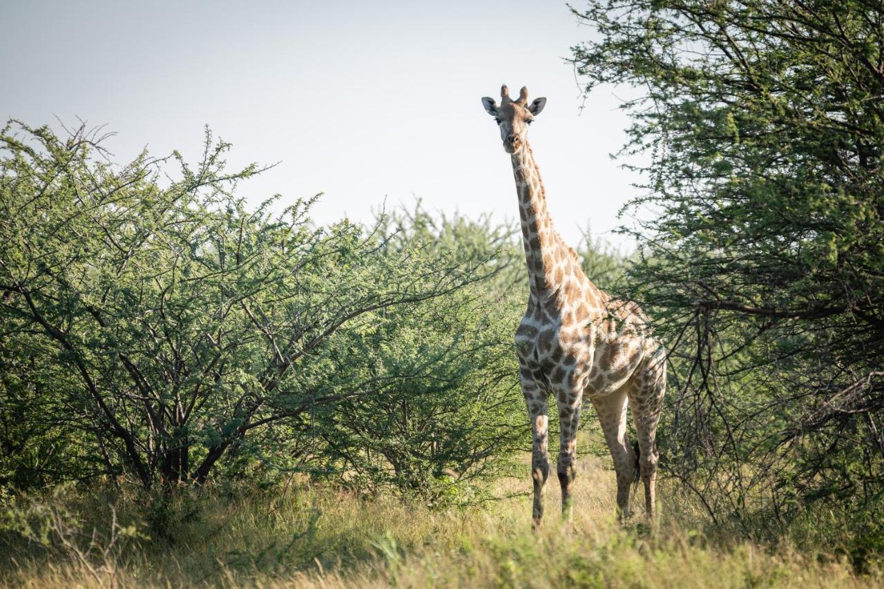 Frans Indongo Lodge Otjiwarongo Exteriér fotografie