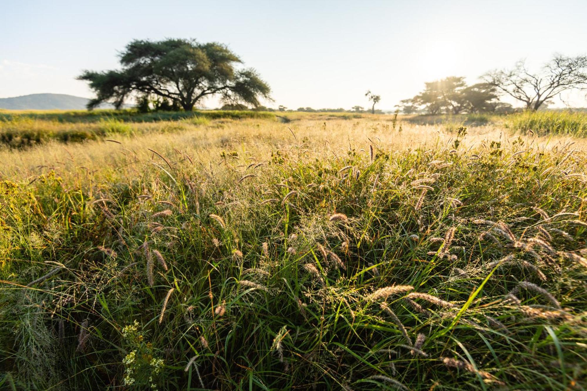 Frans Indongo Lodge Otjiwarongo Exteriér fotografie