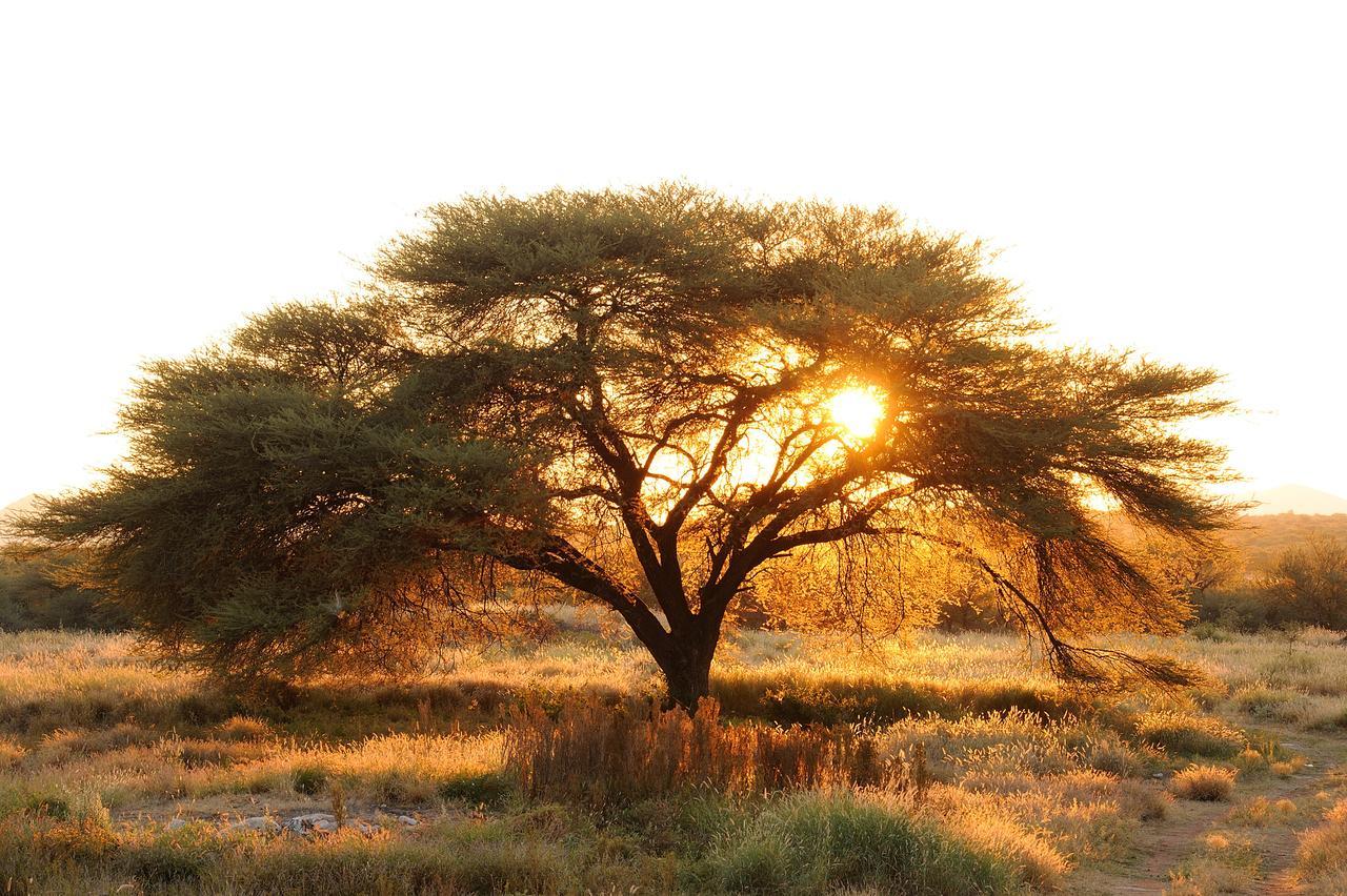 Frans Indongo Lodge Otjiwarongo Exteriér fotografie