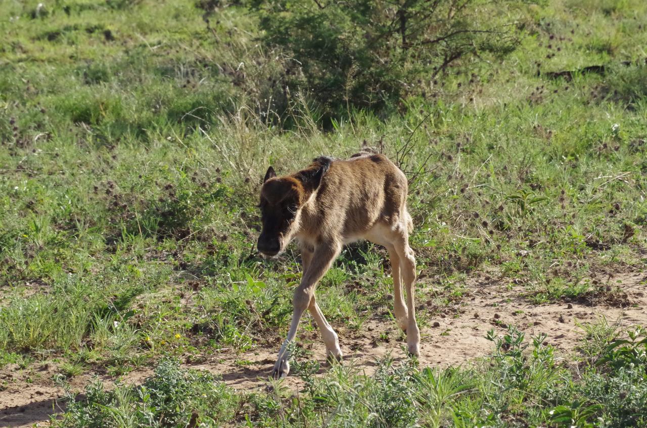 Frans Indongo Lodge Otjiwarongo Exteriér fotografie