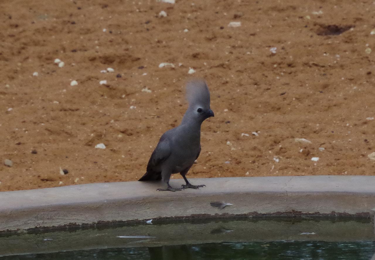 Frans Indongo Lodge Otjiwarongo Exteriér fotografie