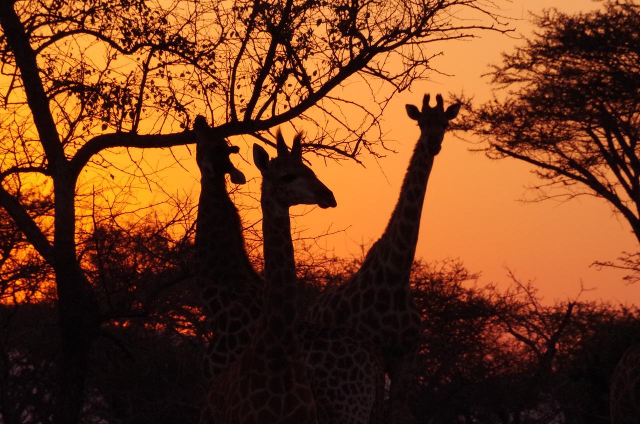 Frans Indongo Lodge Otjiwarongo Exteriér fotografie