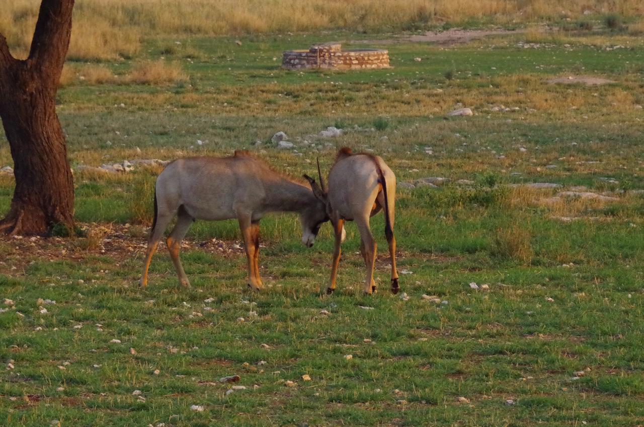 Frans Indongo Lodge Otjiwarongo Exteriér fotografie
