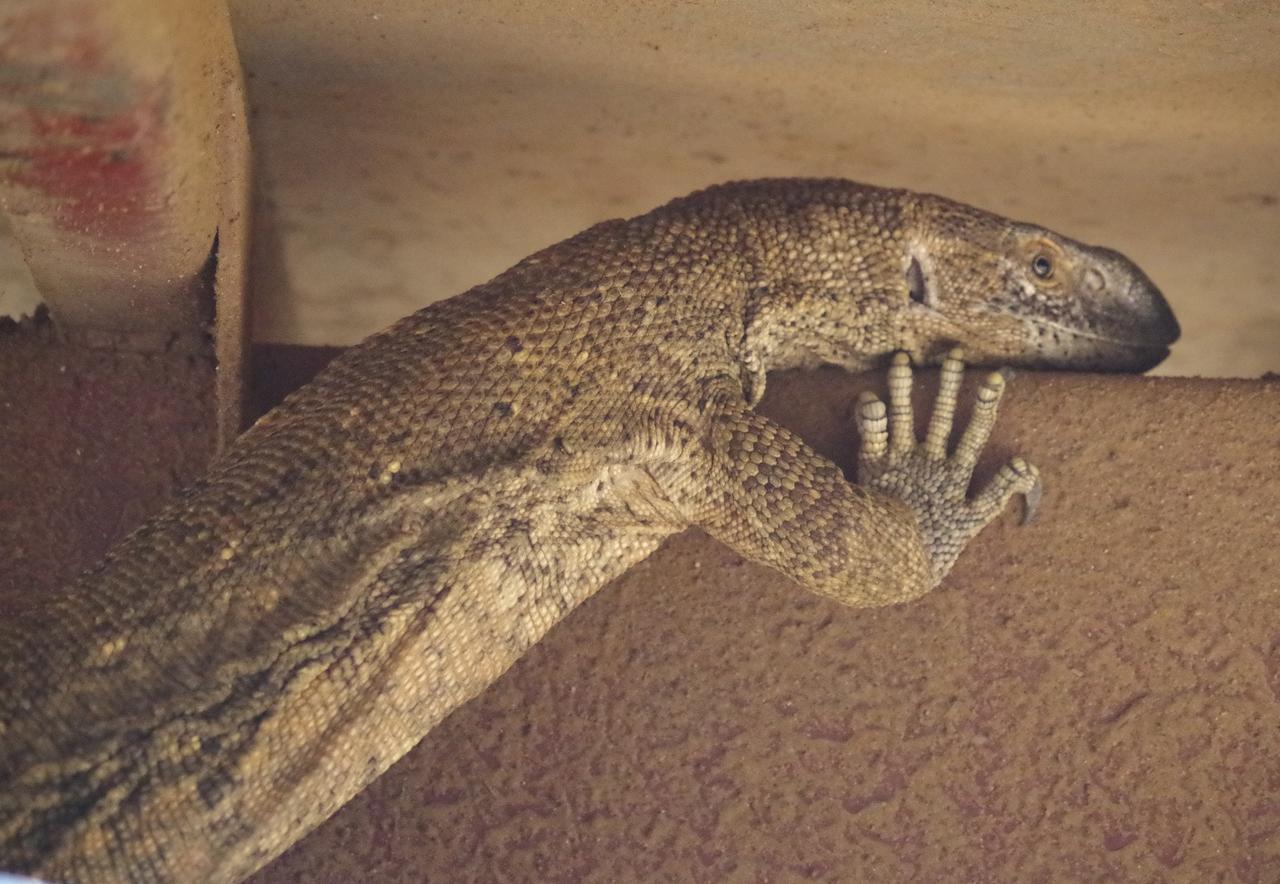 Frans Indongo Lodge Otjiwarongo Exteriér fotografie