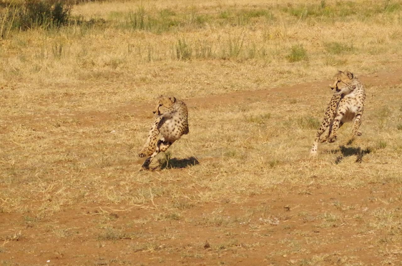 Frans Indongo Lodge Otjiwarongo Exteriér fotografie