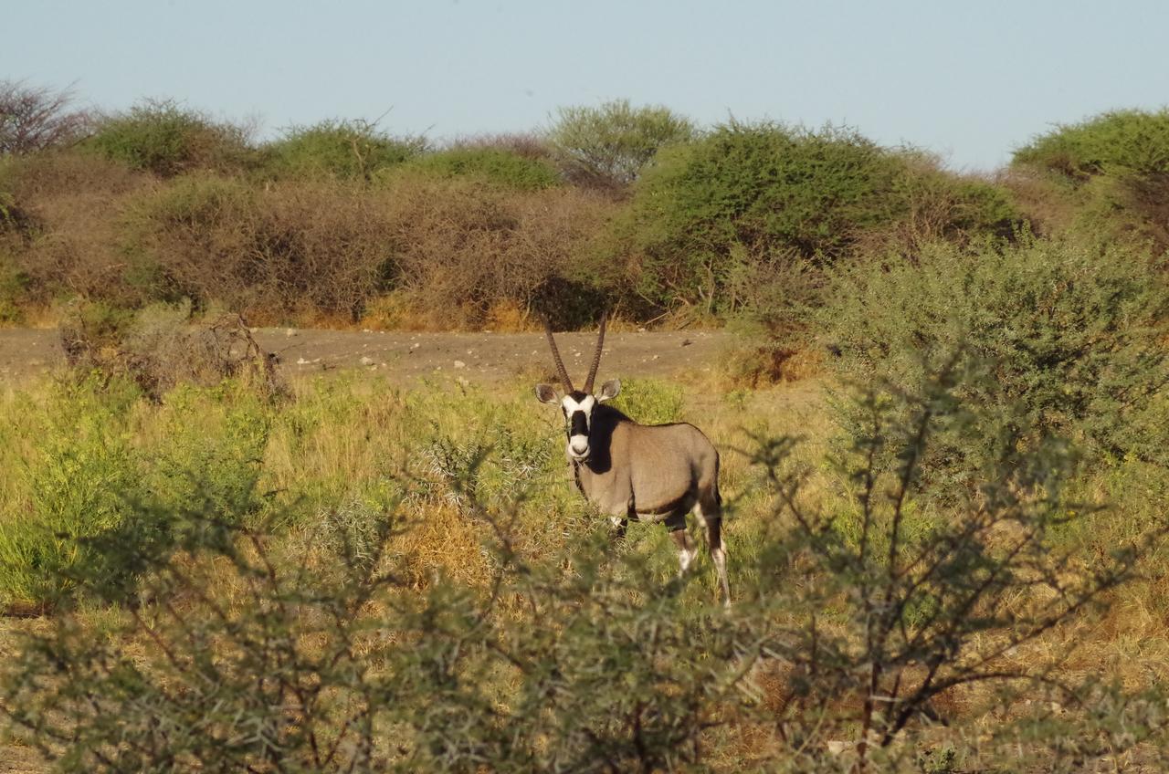 Frans Indongo Lodge Otjiwarongo Exteriér fotografie